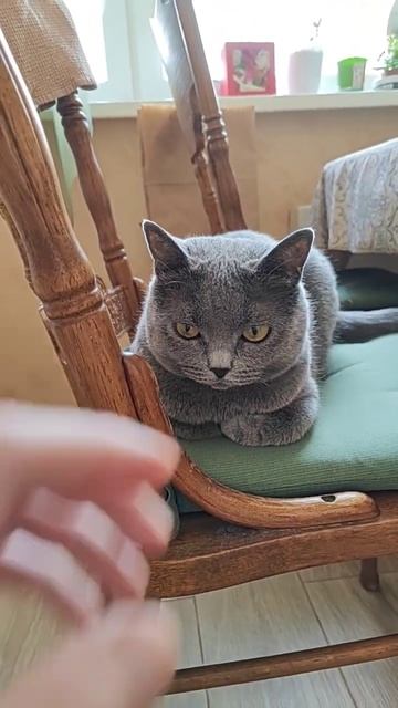 Ждет блинчик #котики #кошка #юмор #животные #шортс #кошки #ютуб #cats #shorts #viral #youtube #food смотреть онлайн