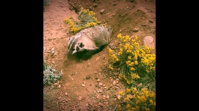 Sweet Pea (An American Badger) comes out to play, and bites! смотреть онлайн