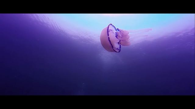 Morski klobuk Rhizostoma pulmo) смотреть онлайн