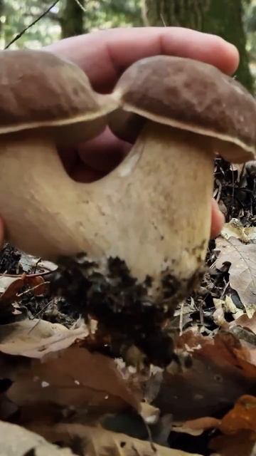 Incroyable Cèpes Siamois !!! La Saison Des Cèpes 2022 #Shorts #nature #asmr