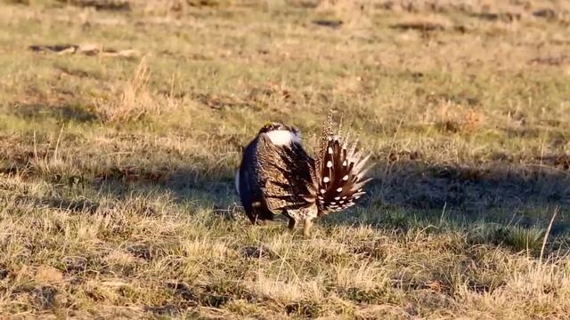 Greater Sage-Grouse смотреть онлайн