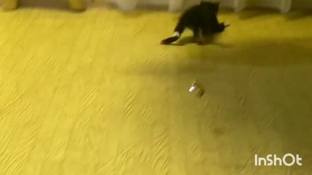 Задержитесь-не пожалеете! Тарзанкин и фантики.23.10.20г.