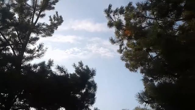 Учим лентяев летать. Teach lazy pigeons to fly. смотреть онлайн