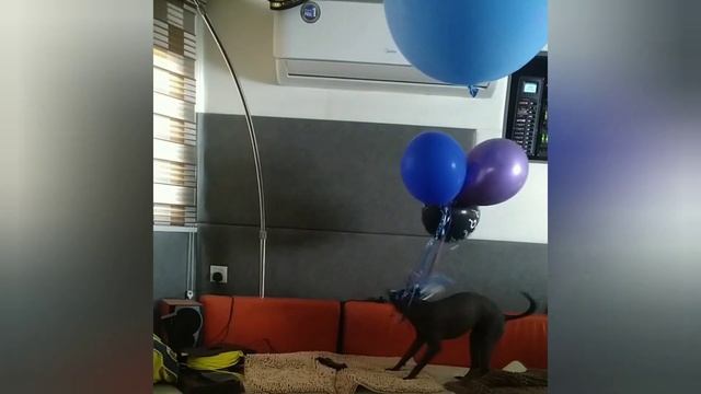 Ксоло может, ксоло может... смотреть онлайн