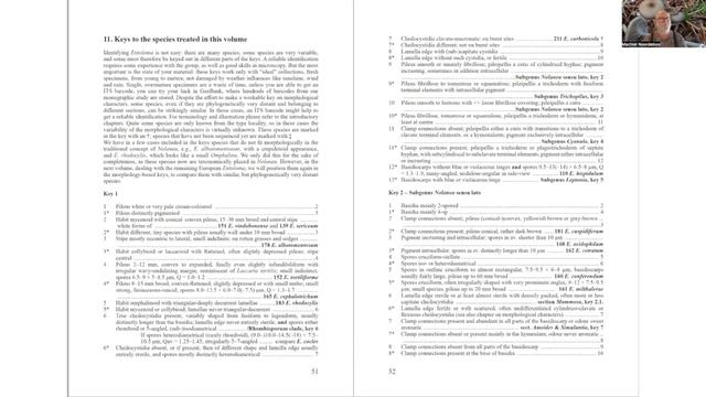 satijnzwammenboek смотреть онлайн