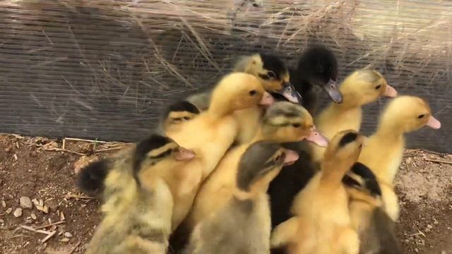 Cute Kittens, Ducklings & Puppy Eating! Tsetsi's Jack Russel Terrier Dog, Calico Cats & Duck Pets