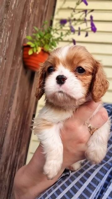 Щенки Кавалер Кинг Чарльз Спаниеля, 1 месяц. Продажа! смотреть онлайн