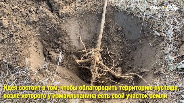 Под Измаилом высадили почти 300 деревьев