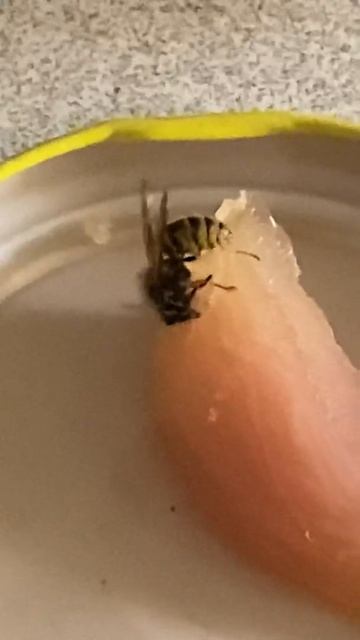 So ernähren sich Wespen смотреть онлайн
