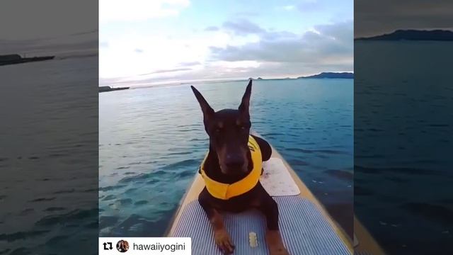 Dog checks out wave on paddle board! Doberman enjoys surfing! смотреть онлайн