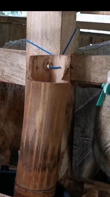 EARTAG KHUSUS DOMBA GARUT смотреть онлайн