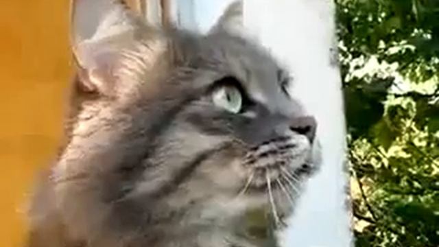 Кот общается с птицами смотреть онлайн