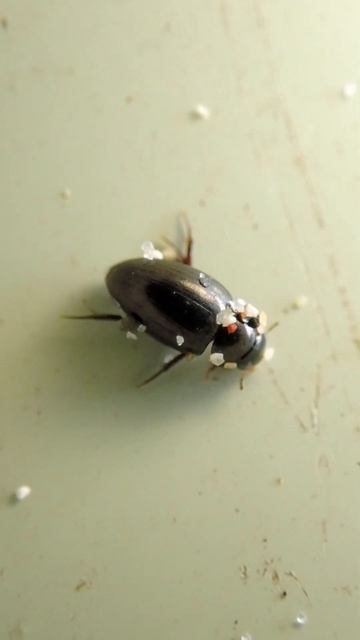 砂浜にマメガムシ？　Regimbartia attenuata　（beetles、牙虫） #shorts смотреть онлайн