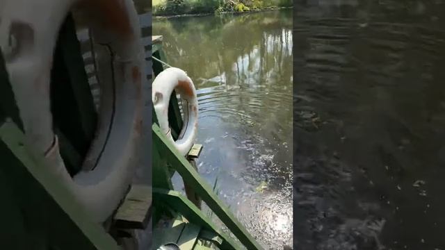 Kıyıköy Canavarını yakaladık 😈 смотреть онлайн