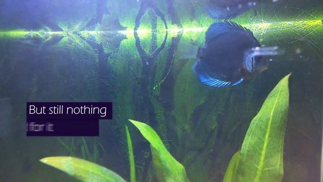 Blue Diamond Discus Sick [Solved] - See Comments смотреть онлайн