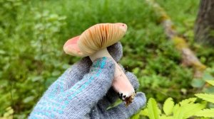 Сыроежка болотная (Russula paludosa). Как выглядит гриб на месте произрастания.