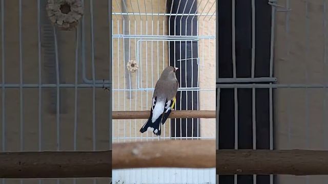 Щегол СЕДОГОЛОВЫХ "ЧАШМ САФЕД" город КУЛЯБ(Ҷангича)/Sing Song GOLDFINCH/#birdspage #sehre_tojikisto смотреть онлайн