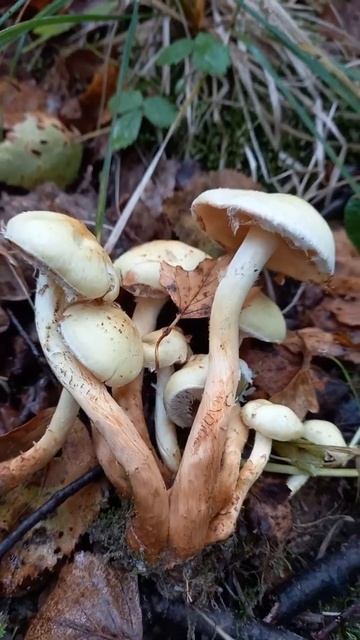 Ложные опята #shorts