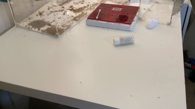 My 20,000 strong Solenopsis geminata and my 4 days of Hell смотреть онлайн
