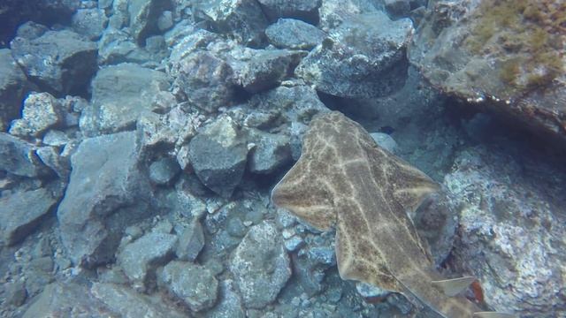 Angel Shark Tenerife смотреть онлайн