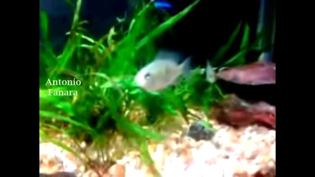 Pulchers (Pelvicachromis Pulcher -Kribensis- Cíclidos) en plena crianza смотреть онлайн