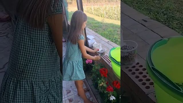 Обробка малини Триходермою зерновою Miko Guardian смотреть онлайн