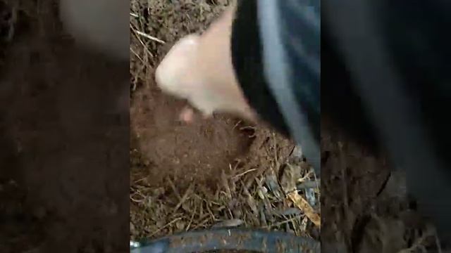 Посеяли грибы у дома.