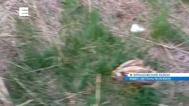 Свалку и скотомогильник обнаружили жители Ермаковского недалеко от своего села смотреть онлайн