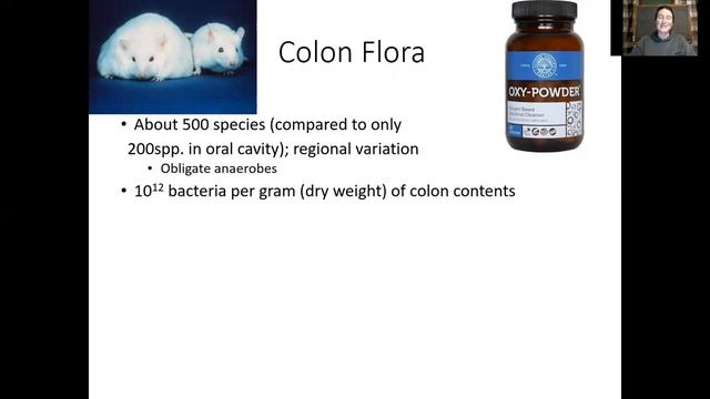 Digestive System: Large Intestine смотреть онлайн