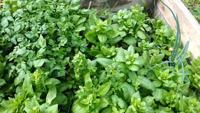 Цветы. Клубника. Помидоры, огурцы и перцы..... смотреть онлайн