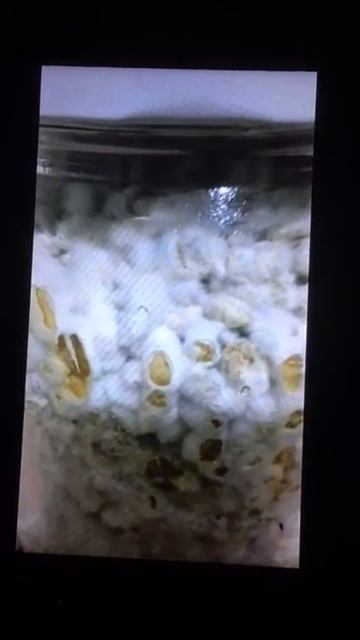 MOREL MOSHROOMS MYCELIUM смотреть онлайн