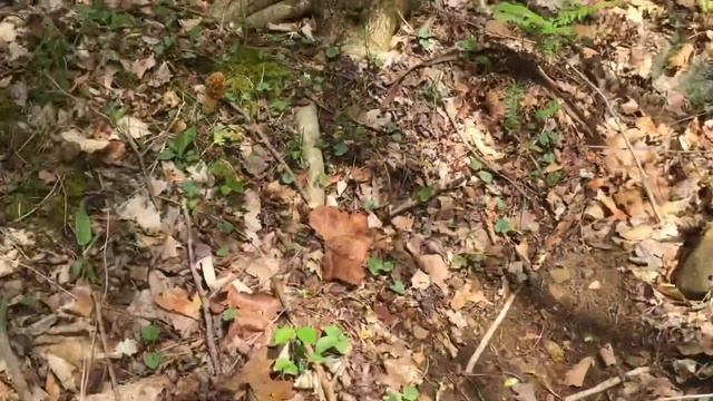 Mushroom Hunting | Big Ohio Morels смотреть онлайн