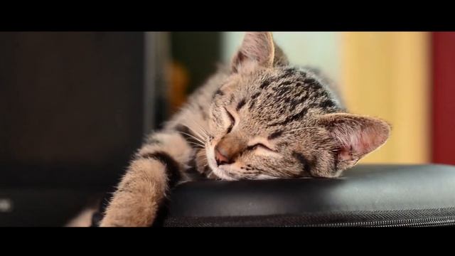 Comparando a idade dos gatos com os humanos - Quantos anos tem o seu felino? смотреть онлайн