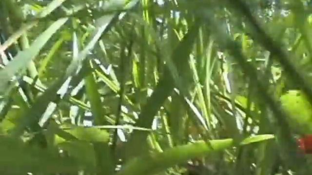 ягоды, грибы