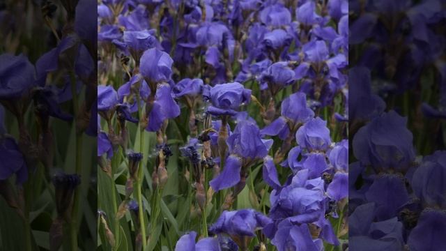 Peaceful Zen смотреть онлайн