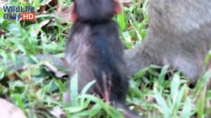 Jessie Baby Monkey and Sasha Mother Monkey Eating Cookies, Sweetpea Monkey Group