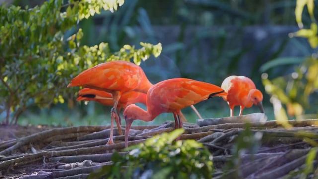 BREATHTAKING COLORS OF NATURE IN 8K   BEAUTIFUL 8K VIDEOS   8K ULTRA HD 120FPS