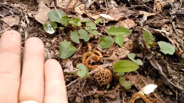 Ciao A TUTTI!!!..18 Aprile A 1000 Metri!!..Sig Sig..Finalmente La Prima Morchella!!!