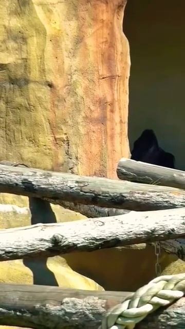 ГориллЫ москОвСкий зооПарк🐵🐵👀👍😍GORILLAS MOSCOW ZOO🐵🐵👀👍😍 смотреть онлайн