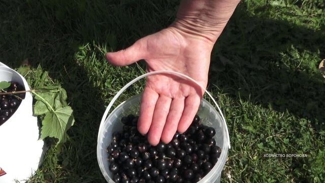 Крупная чёрная сморода размером с вишню смотреть онлайн