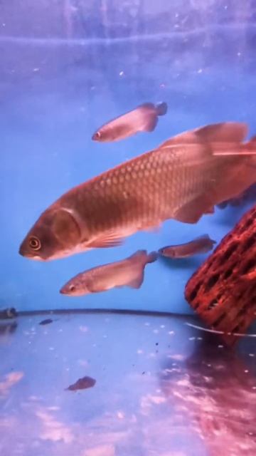 African Arowana Fish V68 #shorts смотреть онлайн
