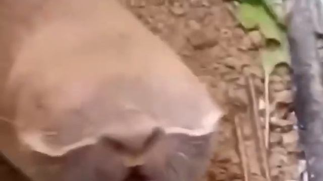 Так выглядит Слепыш смотреть онлайн