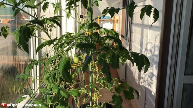 Огород на подоконнике. Успеют ли покраснеть к Новому году.