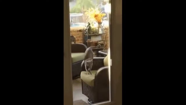 Смешное видео с поющими и смешными животными смотреть онлайн