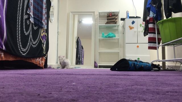 1 hours 18 minutes observation of 3 cats by hidden camera. смотреть онлайн