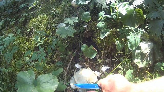 Шампиньонов день...