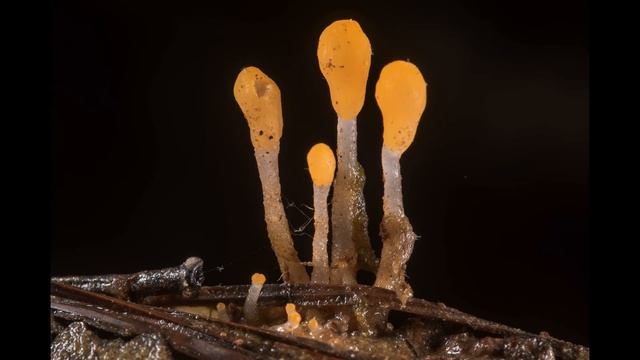 Mitrula lunulatospora смотреть онлайн