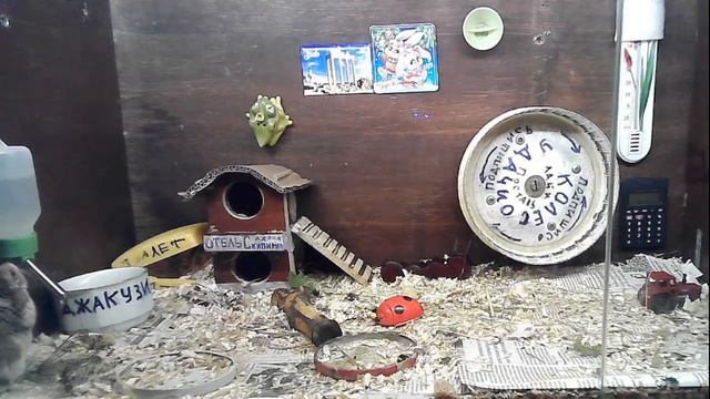 Сходил за грибами б......ть