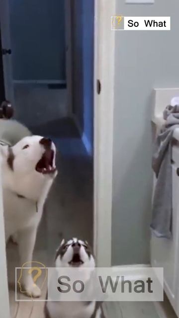 Like a Husky With a Wolf Mixed In: Alaskan Klee Kai Dog смотреть онлайн