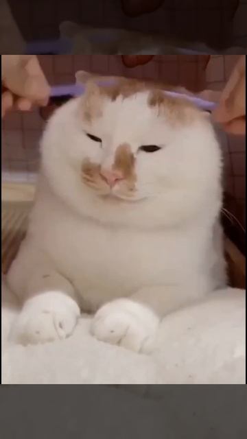 Самые смешные котята 2023 😂/😺 Very funny kittens 2023 смотреть онлайн